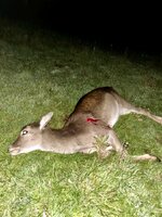 IMG_4336.jpeg