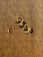 IMG_1804.jpeg