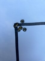 IMG_6305.jpeg