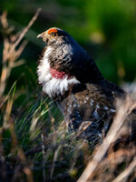 LK-5120213.jpg