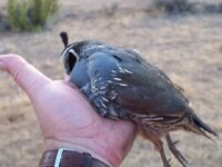 Quail in Hand.jpg