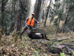 Bull Down 2019.jpg