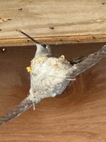 IMG_1802.jpeg