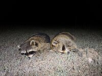 IMG_8061.jpeg