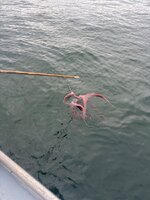IMG_2264.jpeg