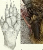 paw.jpg
