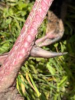 IMG_9170.jpeg