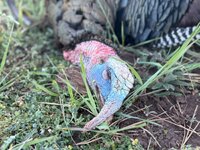 IMG_3582.jpeg