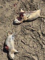 IMG_5846.jpeg