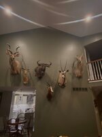 IMG_9127.jpeg