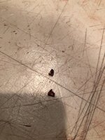 IMG_0363.jpg