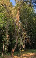 IMG_2355.jpeg