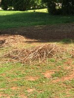 IMG_2369.jpeg