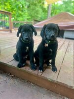 Puppies Aug 2025.jpg