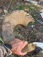 IMG_4431.jpeg IMG_4431.jpeg