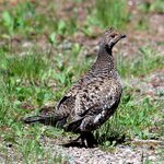 blugrouse.jpg