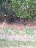 IMG_0709.jpeg