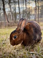 IMG_3725.jpeg