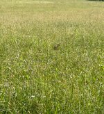 IMG_6468.jpeg