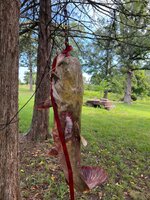 IMG_4097.jpeg IMG_4097.jpeg