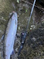 IMG_4991.jpeg IMG_4991.jpeg