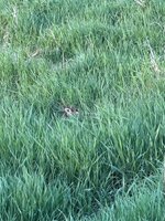 IMG_6175.jpeg