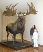the-irish-elk-sadly-this-amazing-creature-is-extinct-by-v0-ph4zat62xpb61.jpg the-irish-elk-sadly-this-amazing-creature-is-extinct-by-v0-ph4zat62xpb61.jpg