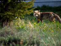 LK-5300364.jpg