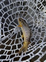 IMG_4334.jpeg