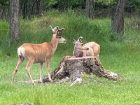 IMG_4052.jpeg