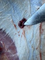 IMG_7327.jpeg