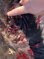 IMG_7320.jpeg