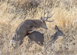 Muley November 2019 a-1670.jpg