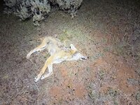 IMG_8138.jpeg
