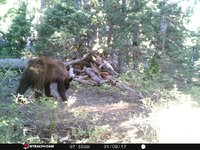 Small Boar 3.jpeg