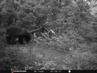 Small Boar 4?.jpeg
