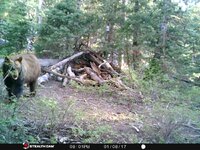 Boar????.jpeg