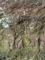 IMG_3524.jpeg IMG_3524.jpeg