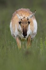 prenant_pronghorn_resized.jpg