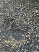 IMG_0143.jpeg