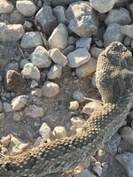 IMG_0142.jpeg