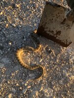 IMG_1887.jpeg