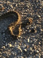 IMG_1885.jpeg
