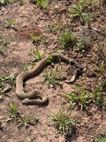 IMG_8159.jpeg