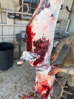 IMG_1609.jpeg