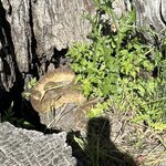 IMG_2669.jpeg