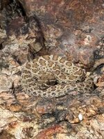 IMG_3481.jpeg