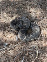 IMG_0375.jpeg