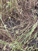 IMG_1387.jpeg