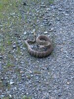 IMG_1584.jpeg
